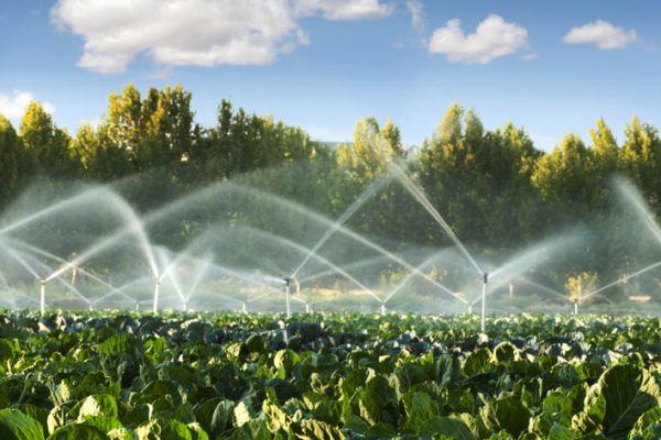 Best Irrigation System for Vegetable Garden